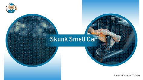 Skunk Smell Car: A Guide on Causes and How To Get Rid of It - Ran When Parked - Car, Vehicle ...