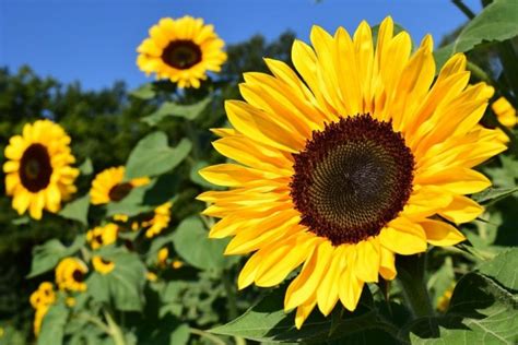 Girasole Helianthus Annuus Broomgulf