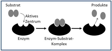 Für Schule 05 Enzyme für Anfänger BIOfunk Der Biologie Podcast