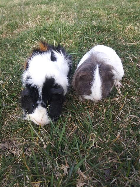 Coronet Guinea Pigs | Coronet For Sale