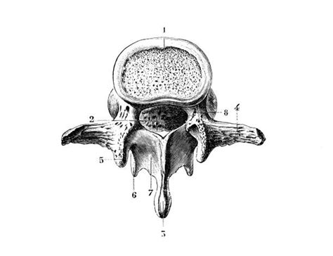 Best Lumbar Vertebra Illustrations Royalty Free Vector Graphics And Clip