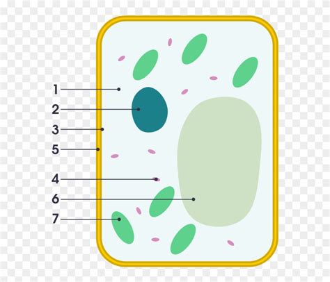 Diagram Of A Plant Cell Simple