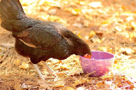 The Best Chicken Feed For Your Flock Selecting The Right Feed