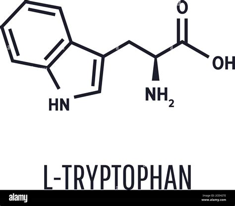 Tryptophan Skeletal Formula And Structure Vector Illustration On White