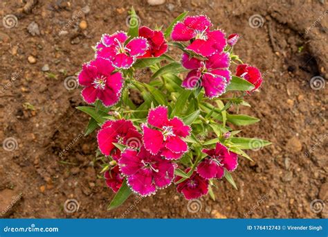 Red Sweet William Or Dianthus Barbatus Flower Plant Growing On Soil