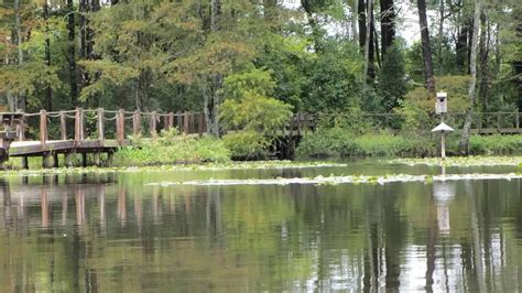 Queen Anne Creek Canoe And Kayak Near Edenton North Carolina Free