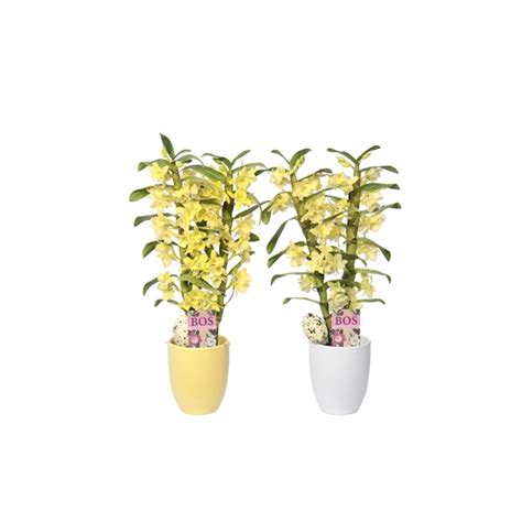 Dendrobium Nobil Colour Tak Yellow Eastern Cynthia Yellow White