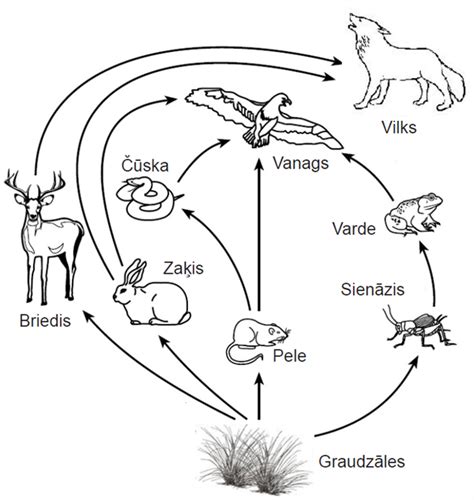 1 daļas 6 uzdevums Barošanās ķēdes un tīkli uzdevums Eksāmens un