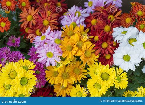 Various Colors of Mum Flowers Stock Photo - Image of moods, colors ...