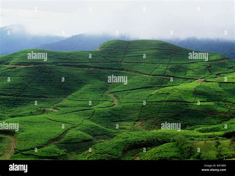 Tea plantations on hillsides by Puncak Pass, east of Bogor, Java, Indonesia Stock Photo - Alamy