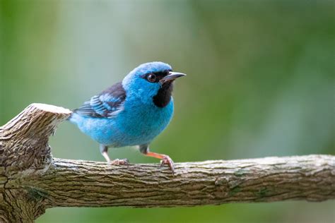 Wildlife of Iguazu Falls, Brazil and Argentina