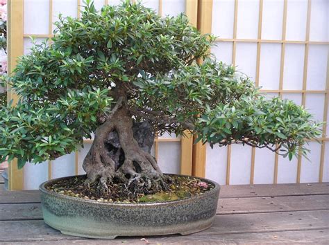 Top Bonsai Tree Cincinnati In 2023 Don T Miss Out Earthysai