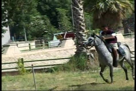 DVIDS - Video - Arabian Horse Training