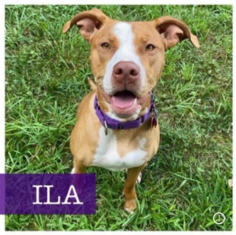 Dog For Adoption Ila A Pit Bull Terrier And American Bully Mix In