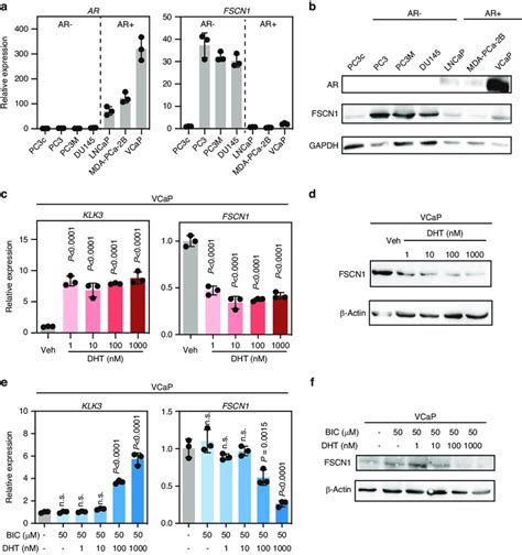 The FSCN1 Gene Is Downregulated By The Androgen Receptor In VCaP Cells