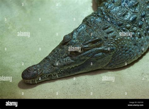 Philippine Crocodile Crocodylus Mindorensis Endangered Species Stock