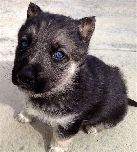 The Best German Shepherd Husky Mix Puppy Black Encraft