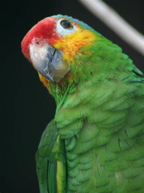 Parrot Encyclopedia | Red-lored Amazon | World Parrot Trust