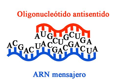 En Qu Consiste La Terapia Con Oligonucle Tidos Antisentido Aefat Blog