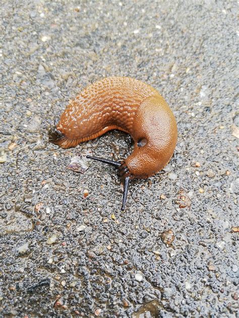 Free Slug Snail Images Pixabay