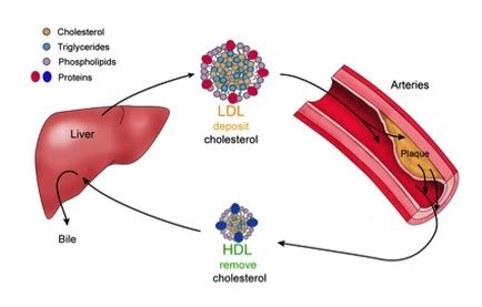 LDL and HDL Structures - CHOLESTEROL CONTROL