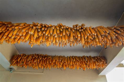 Drying Corn Or Maize Hung In Rustic Uttarakhand India Showcasing