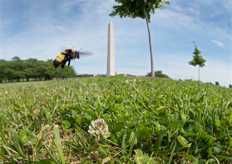 For World Bee Day Take A Moment To Appreciate Native Bees