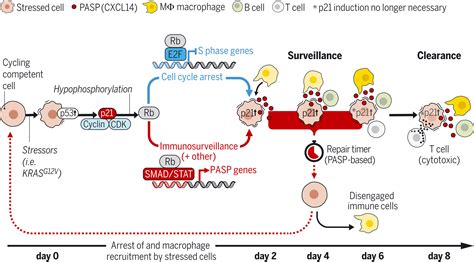 P Produces A Bioactive Secretome That Places Stressed Cells Under