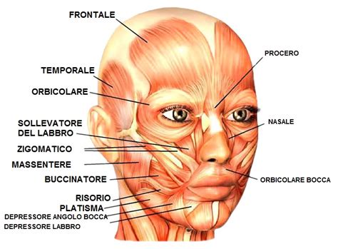 Mettiamoci La Faccia Funzione E Potenziamento Dei Nostri Muscoli