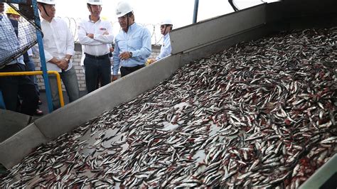 Produce Primera Temporada De Pesca De Anchoveta Tiene Un Avance De 91