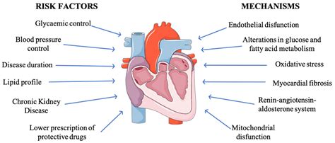 Jcm Free Full Text Heart Failure In Type Diabetes A Complication