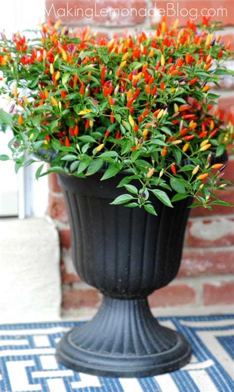 Fall Planter With Ornamental Peppers Sarah Blooms