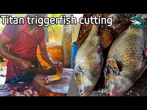 Amazing Titan Triggerfish Cutting And Chopping Skills In Sri Lanka