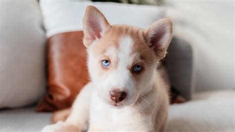 Can You Get A Puppy At 7 Weeks