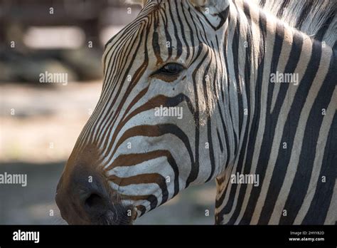 Selective Of A Zebra Face Stock Photo Alamy