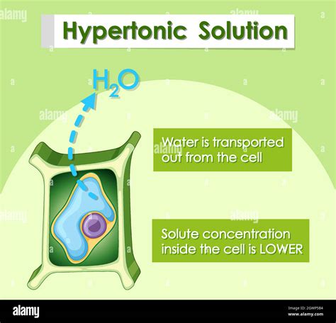 Hypotonic Plant Cell