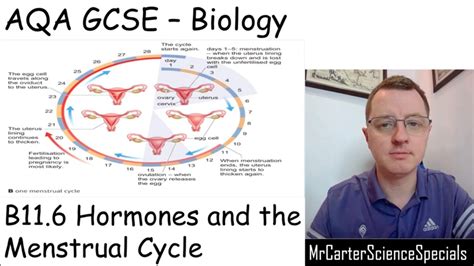 B11 6 Hormones And The Menstrual Cycle Aqa Biology Gcse 9 1 Youtube