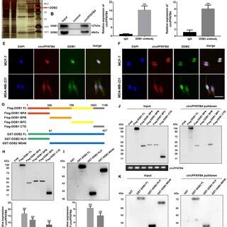 Circpfkfb Binds Directly To Both Ddb And Ddb Under Hypoxic