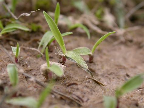 Crabgrass Germinating In Mid Atlantic Turf Diseases