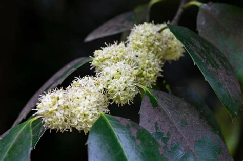 Arbusto De Ilex Aquifolium Con Flores Blancas En Primavera Foto Premium