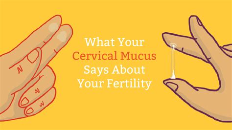 Diagram Of Cervix And Mucus Plug Cervix Cervical Mucus Conce