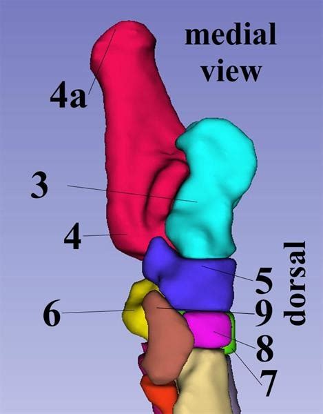 Medial Tarsus Diagram Diagram Quizlet