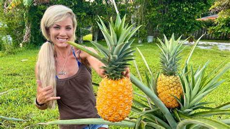 How To Grow GIANT Pineapples At Home Fast Easy In Containers YouTube