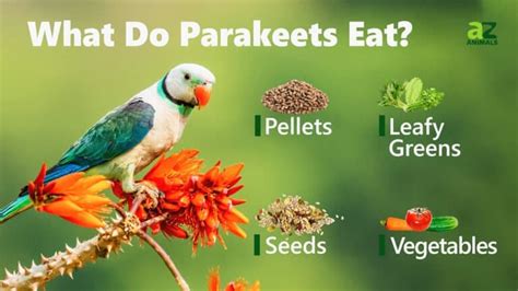 What Do Parakeets Eat 5 Foods In Their Diet Imp World