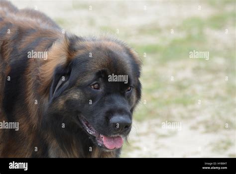 Large Leonberger Dog Hi Res Stock Photography And Images Alamy