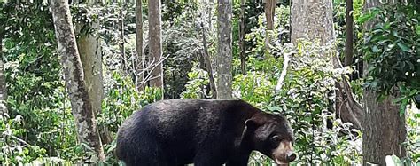 Sepilok Orang Utan Proboscis Monkey Sun Bear And Rainforest Discovery