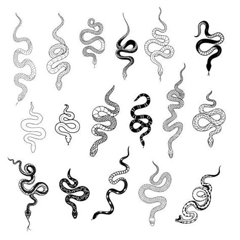 The Snake And Other Snakes Are Drawn In Black And White Each With