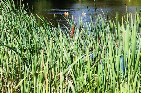 Premium Photo Green Reed On The Shore Of Forest Pond In Summer