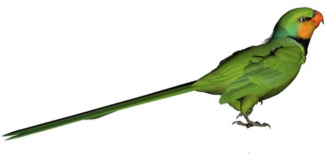 Free Green Parrot Cliparts Download Free Green Parrot Cliparts Png