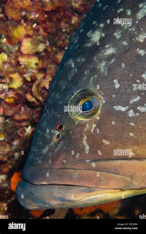 Dusky Grouper Epinephelus Marginatus With Numerous Fish Lice